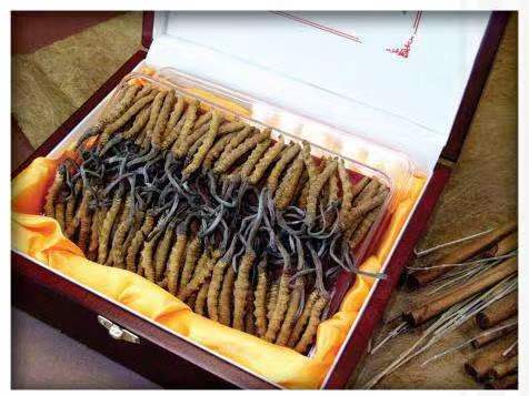 徐汇冬虫夏草回收